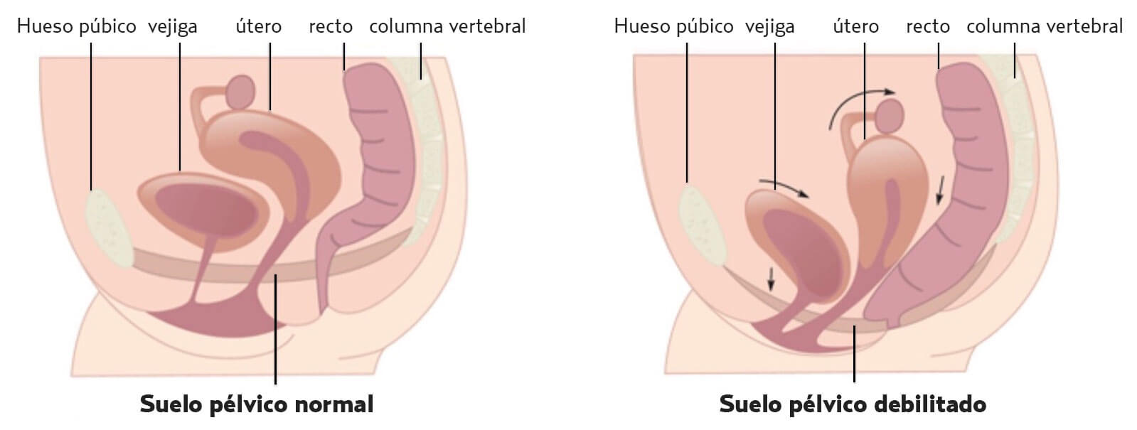 Qué funciones tiene el suelo pélvico?