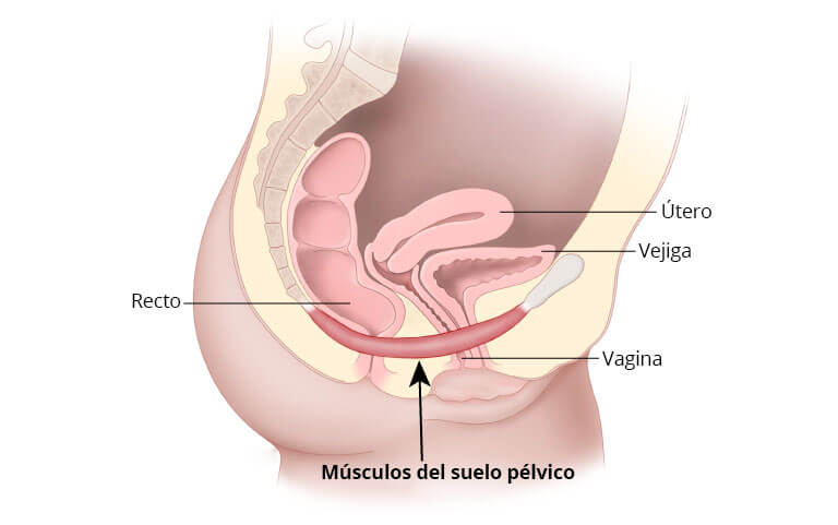 Músculos del suelo pélvico